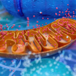 Mitochondrial Health 101: Boost Energy, Gut Strength & Autoimmune Resilience Naturally