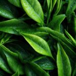 EGCG Benefits for Women: Healthy Aging, Inflammation & Longevity Explained
